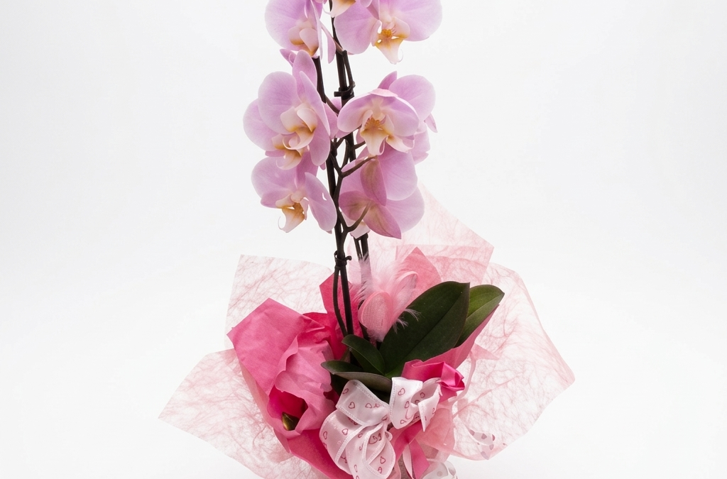 Phalaenopsis mit deko in rosa