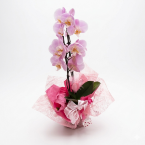 Phalaenopsis mit deko in rosa