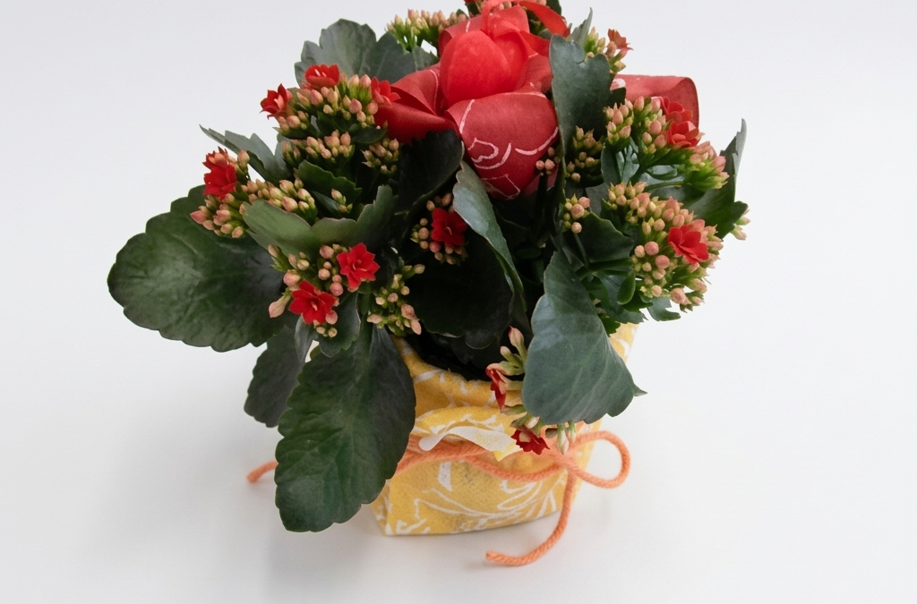 Kalanchoe groß mit deko