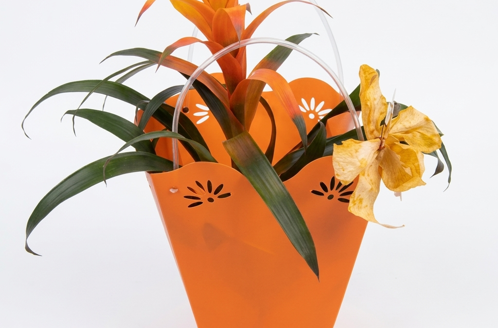 Bromelie in der tütte