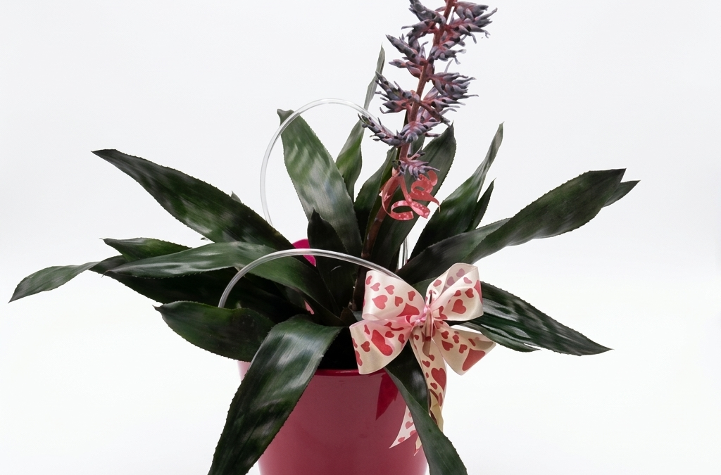 Aechmea in der tütte