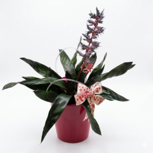 Aechmea in der tütte