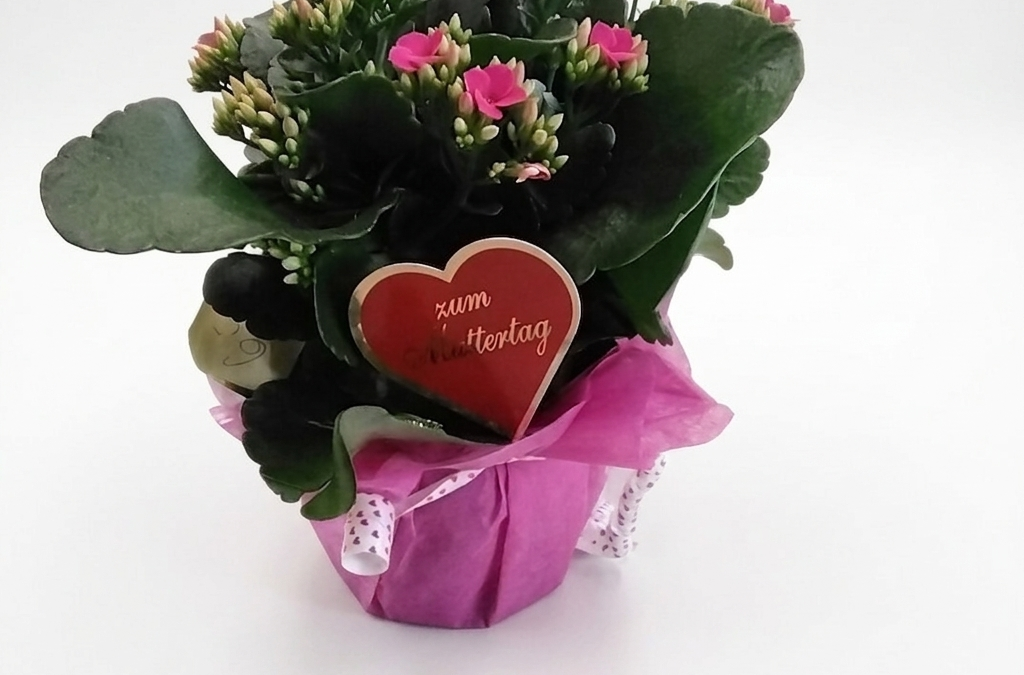 Kalanchoe klein mit deko