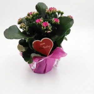 Kalanchoe klein mit deko