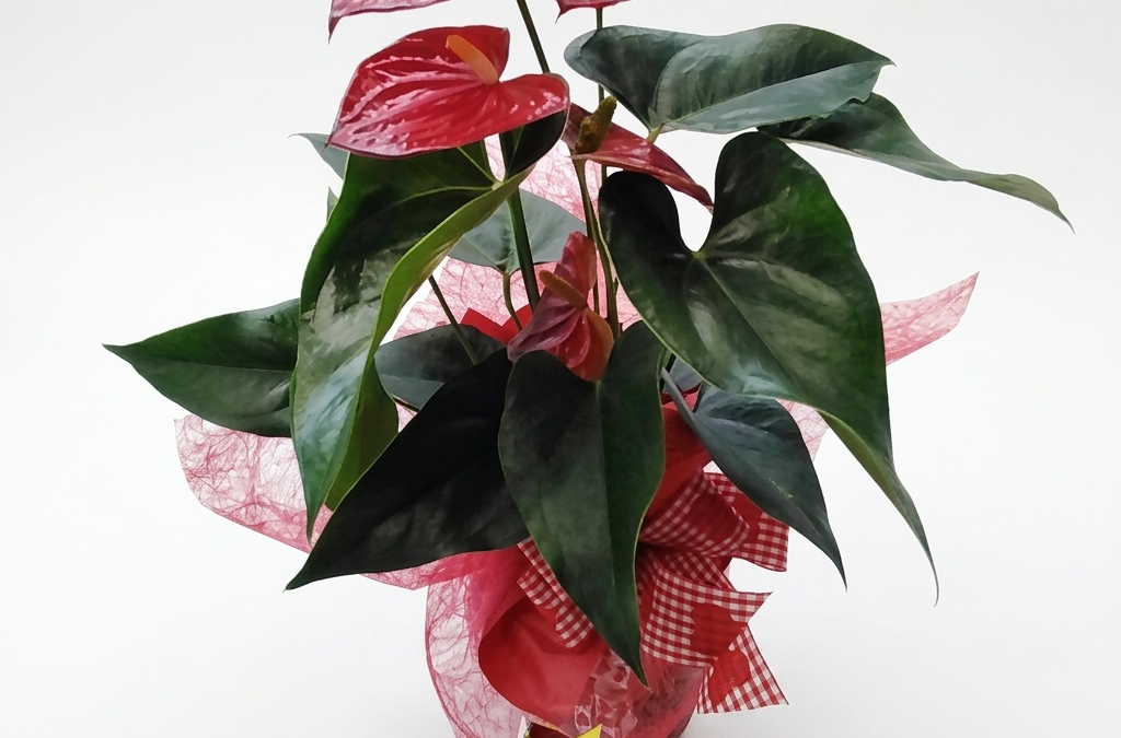 Anthurie mit deko