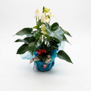 Anthurie mit deko in weiß