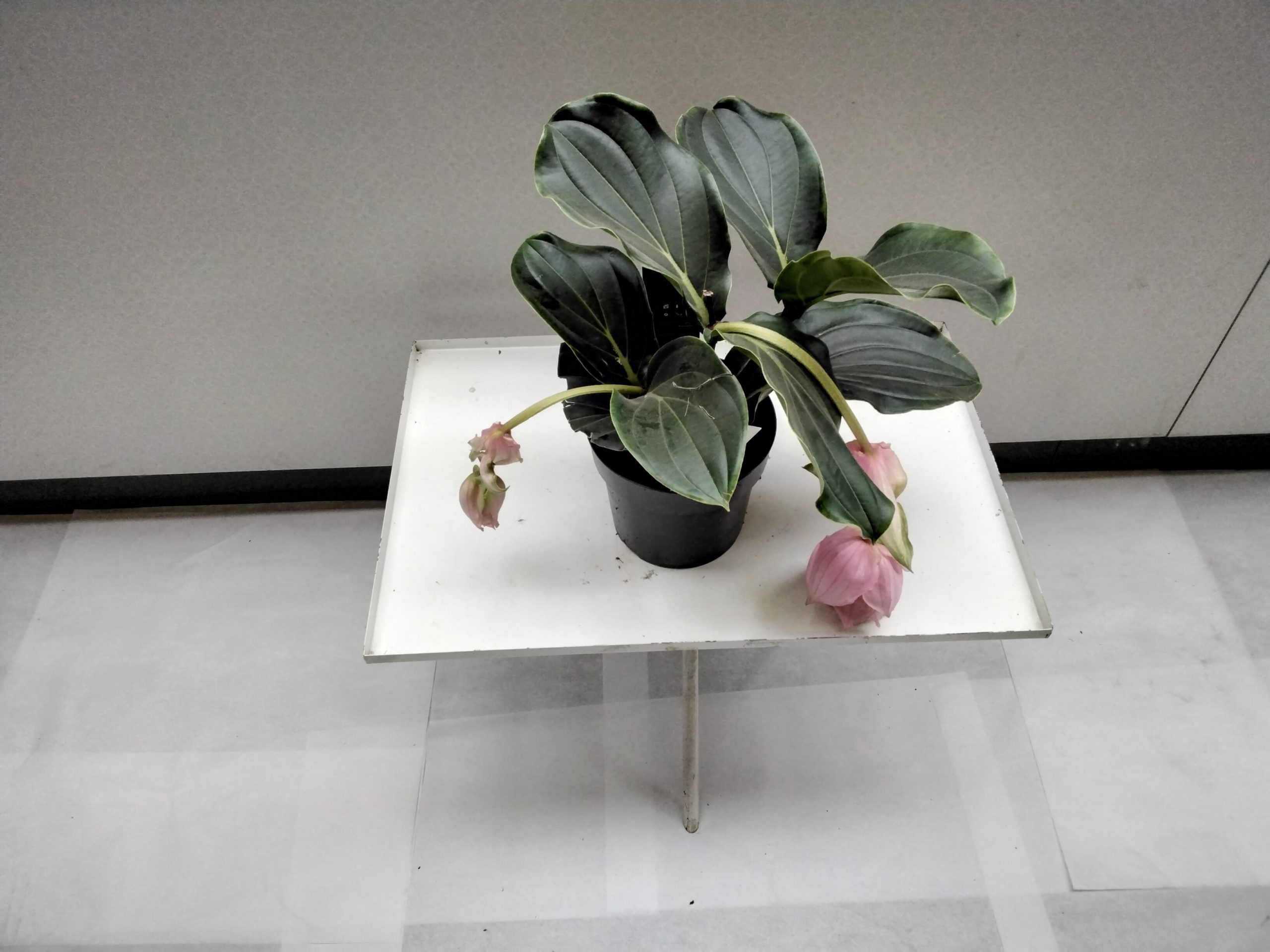 Medinilla