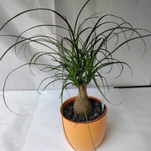 Beaucanea, Elefantenfuß