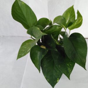 Scindapsus, Efeutute