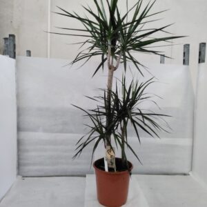 Dracena