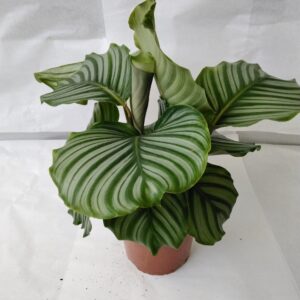 Calathea orbiflora