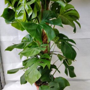 Monstera deliciosa