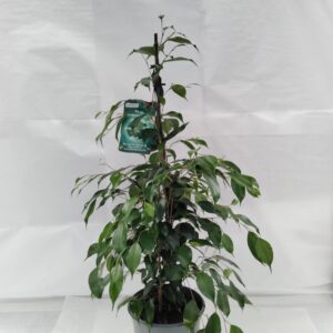 Birkenfeige Ficus benjamin