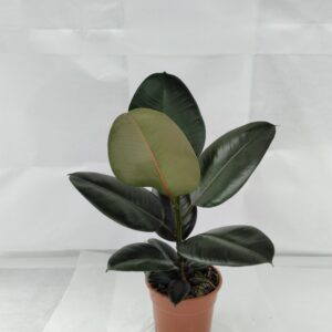 Ficus elastica