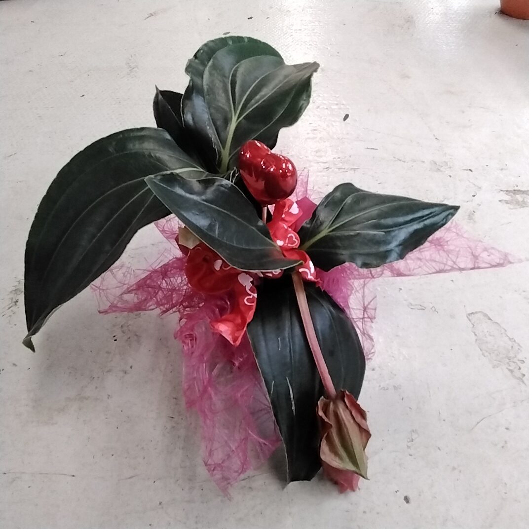 Medinilla mit deko