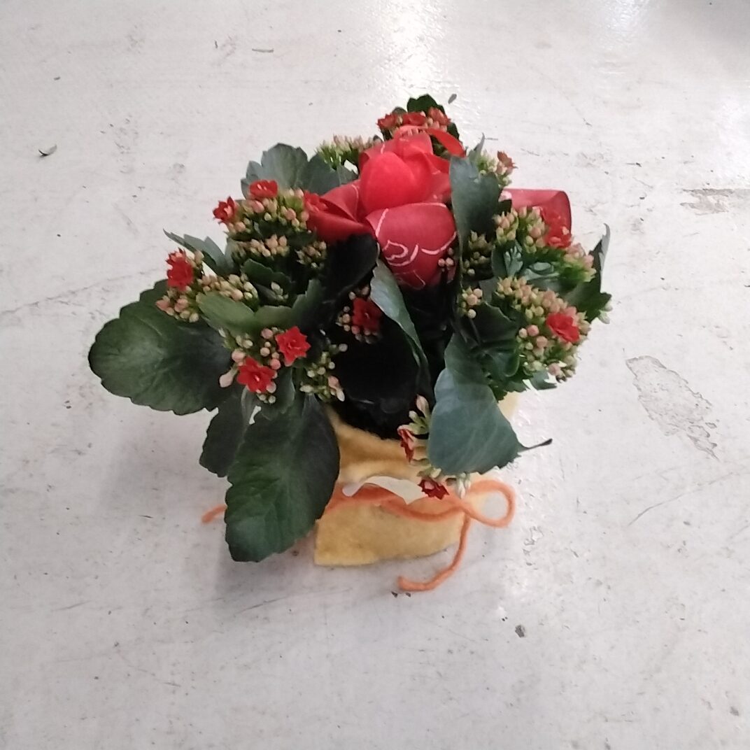 Kalanchoe gr. mit deko