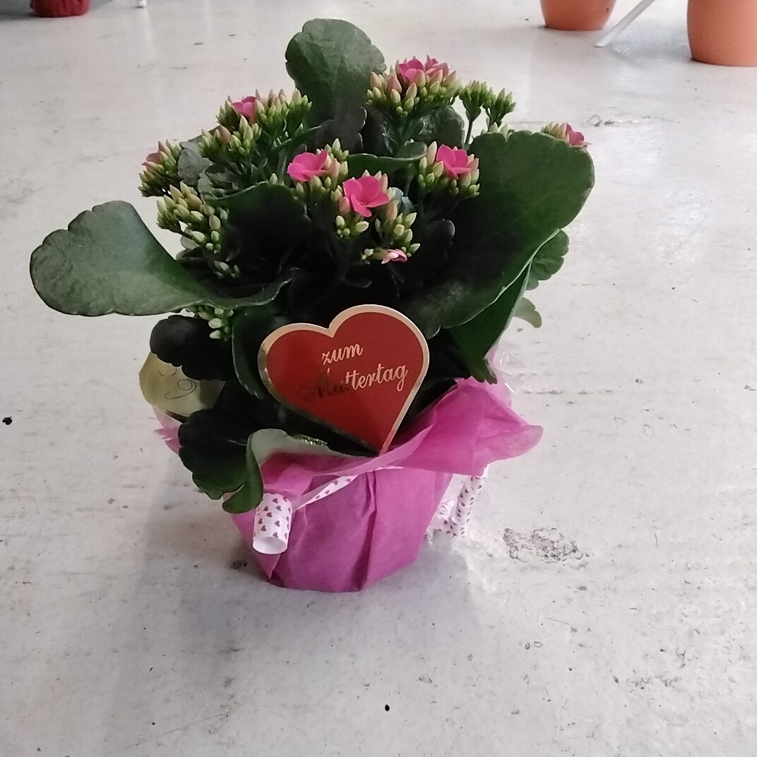 Kalanchoe kl. mit deko