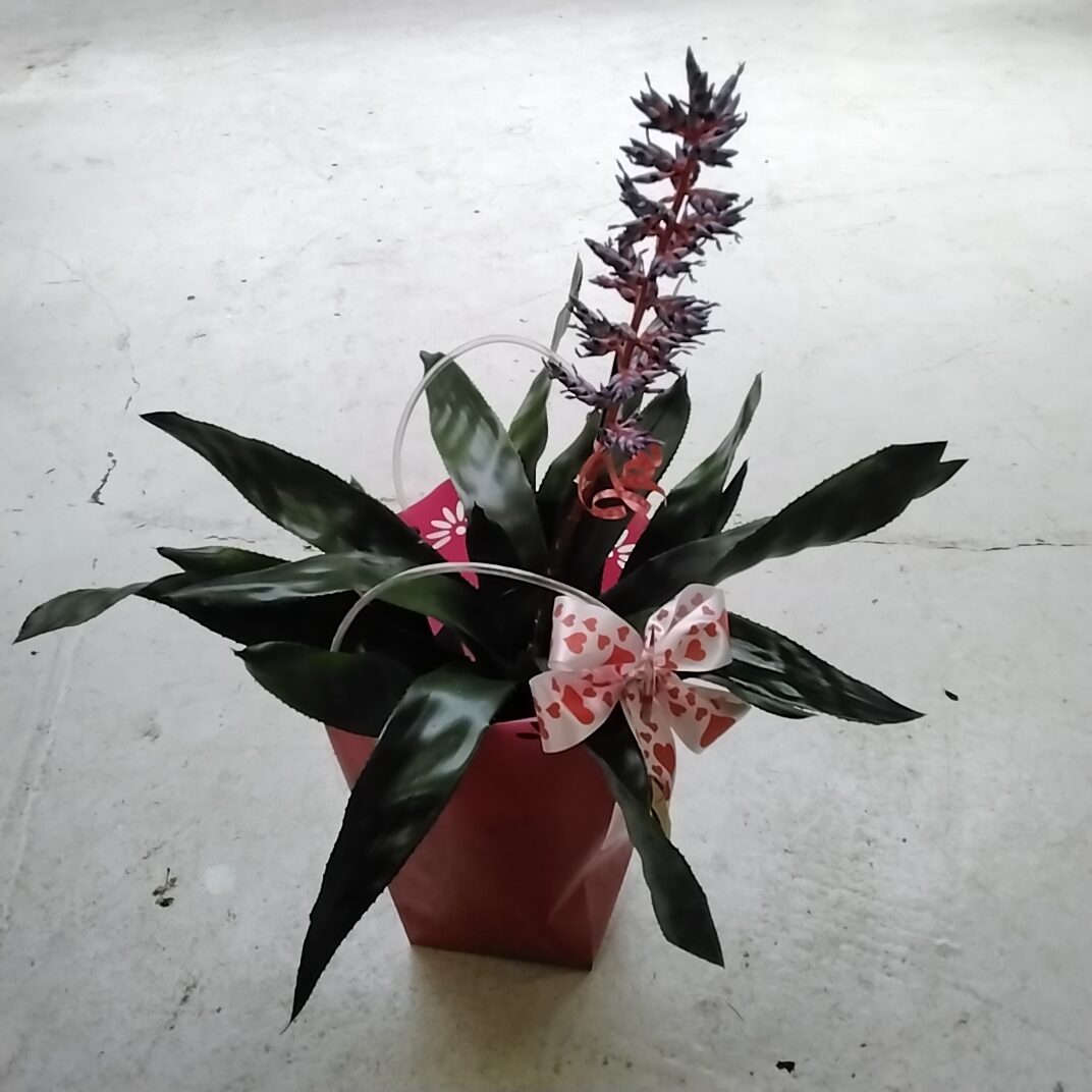 Aechmea in der tütte