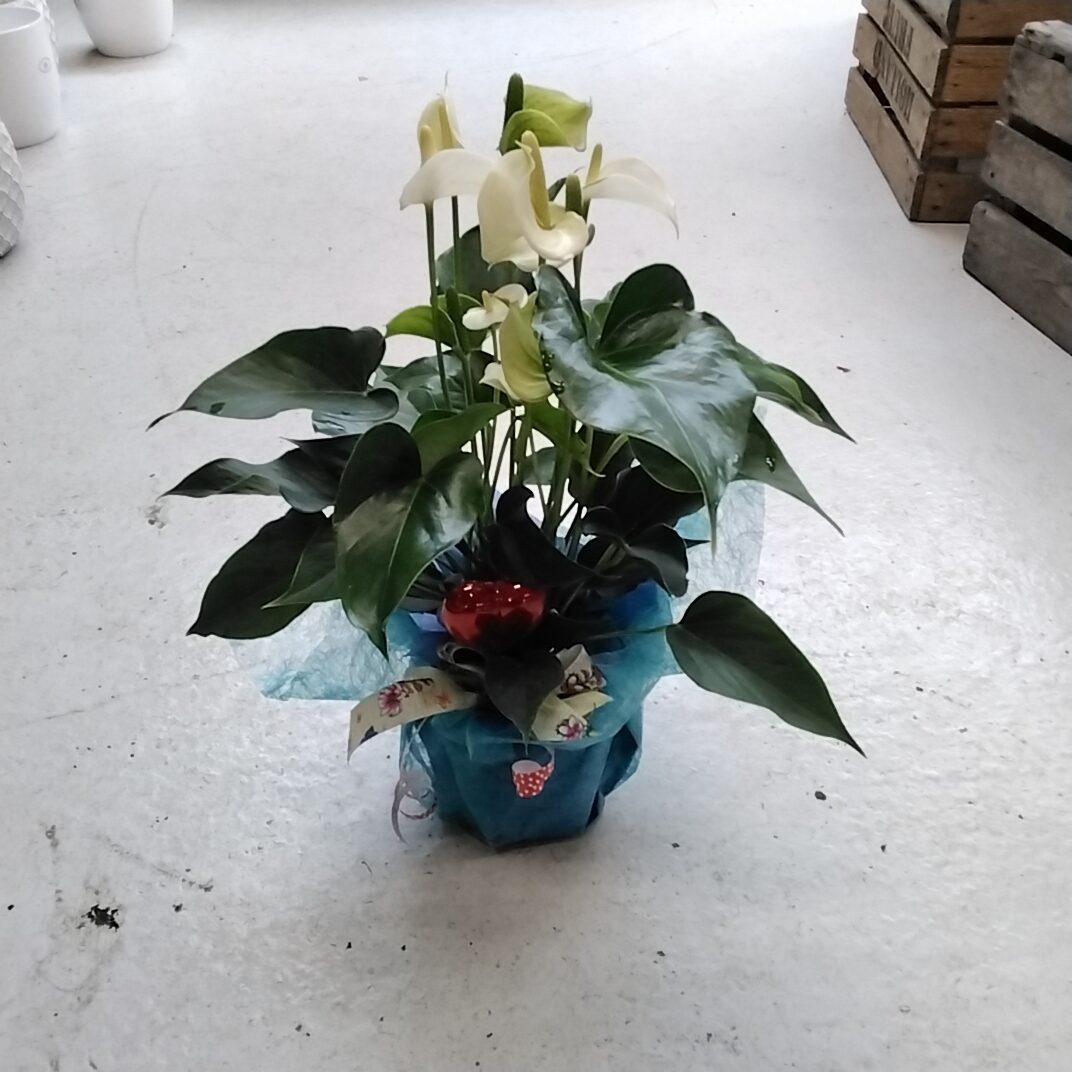 Anthurie mit deko in weiß