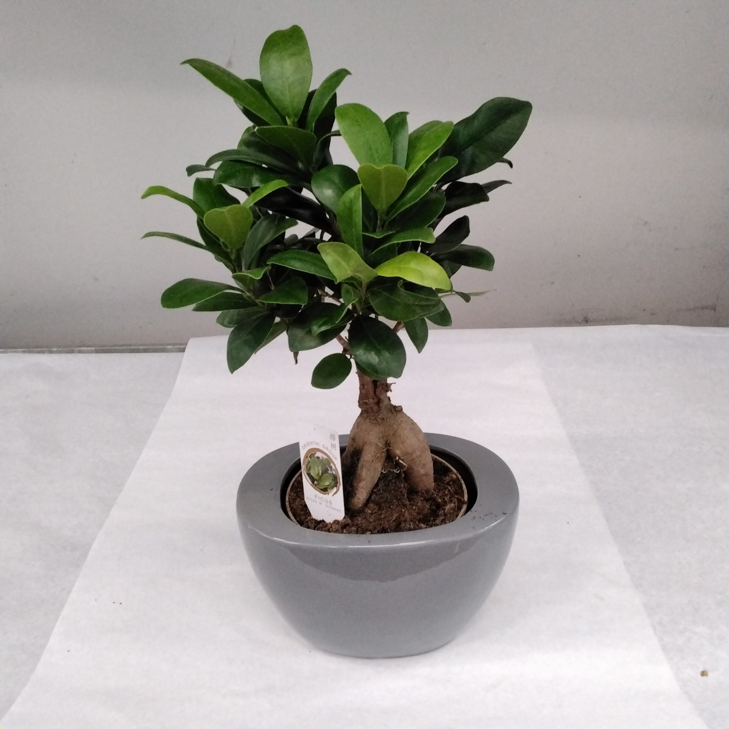 Ficus Ginseng