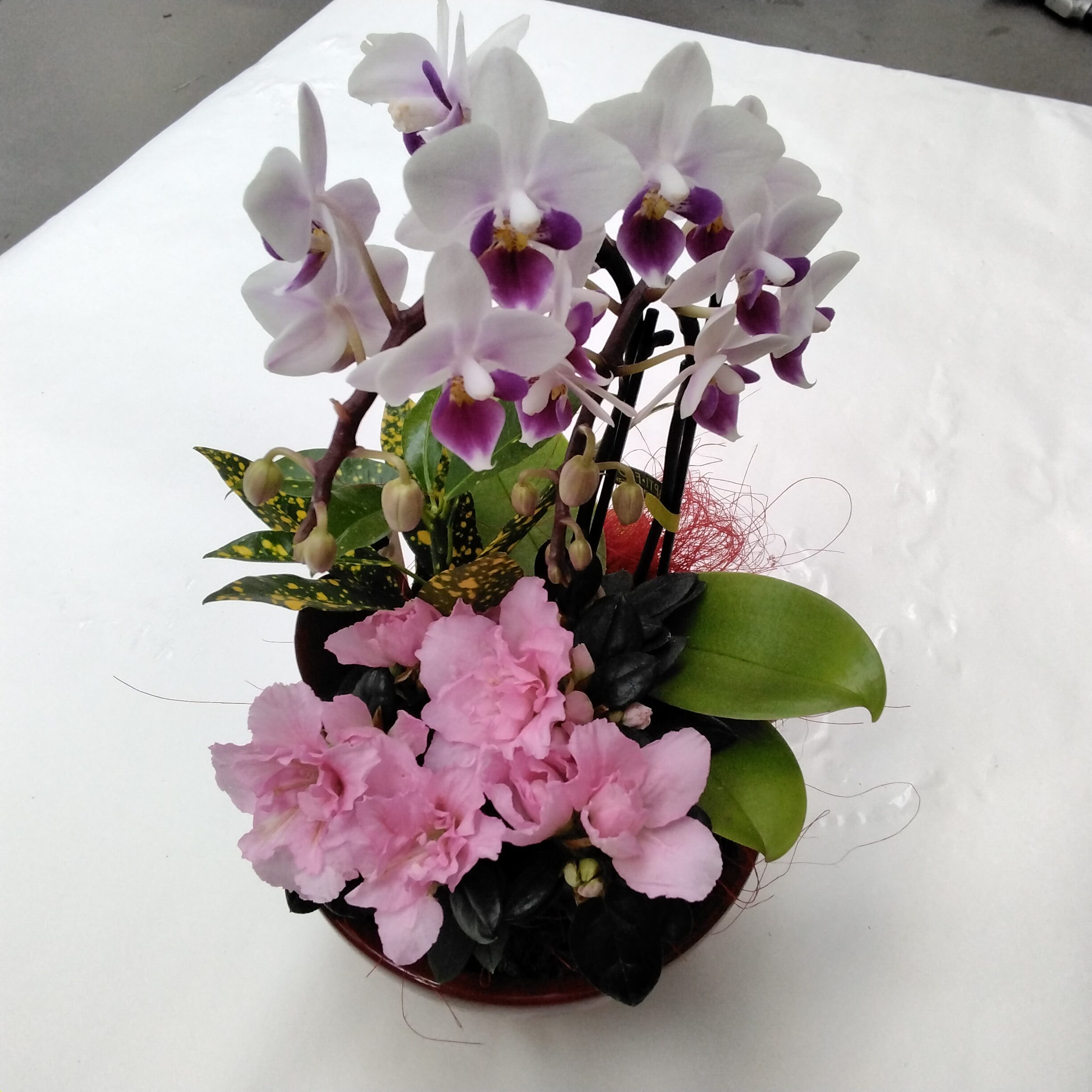 Pflanzenarrangment mit mini Phalaenopsis