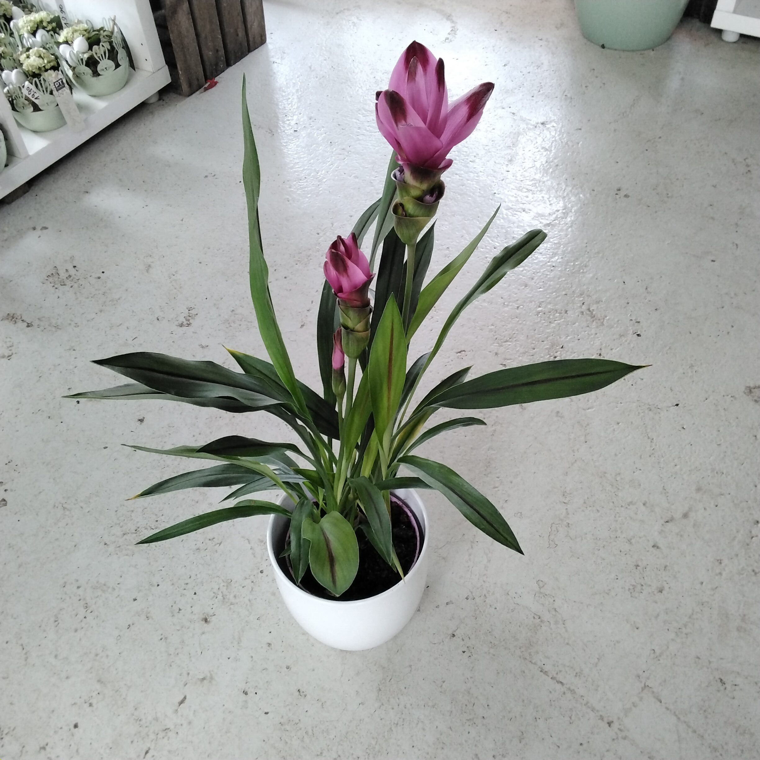 Curcuma