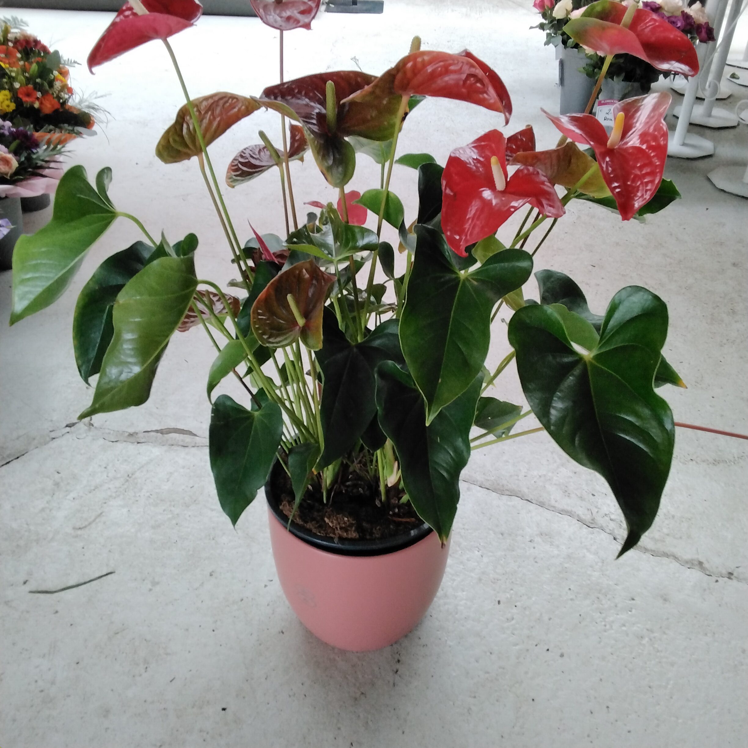 Anthurie groß