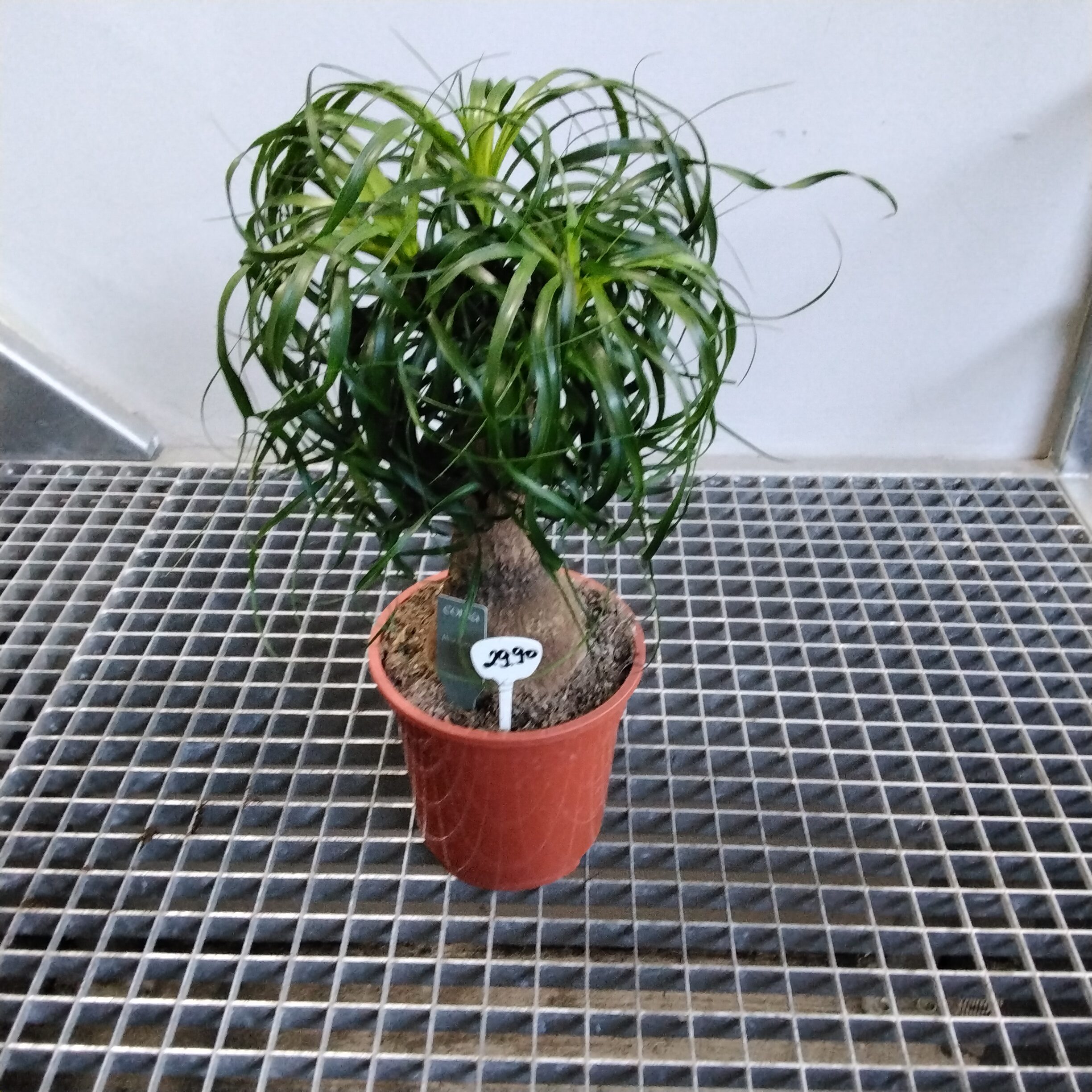 Beauconea Elefantenfuß