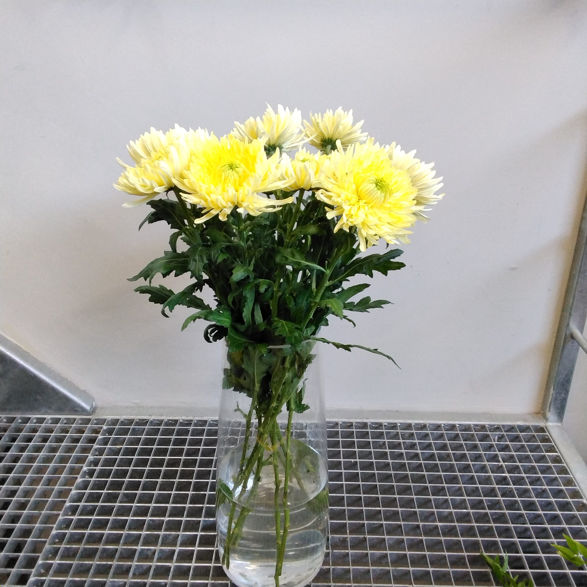 Chrysantheme