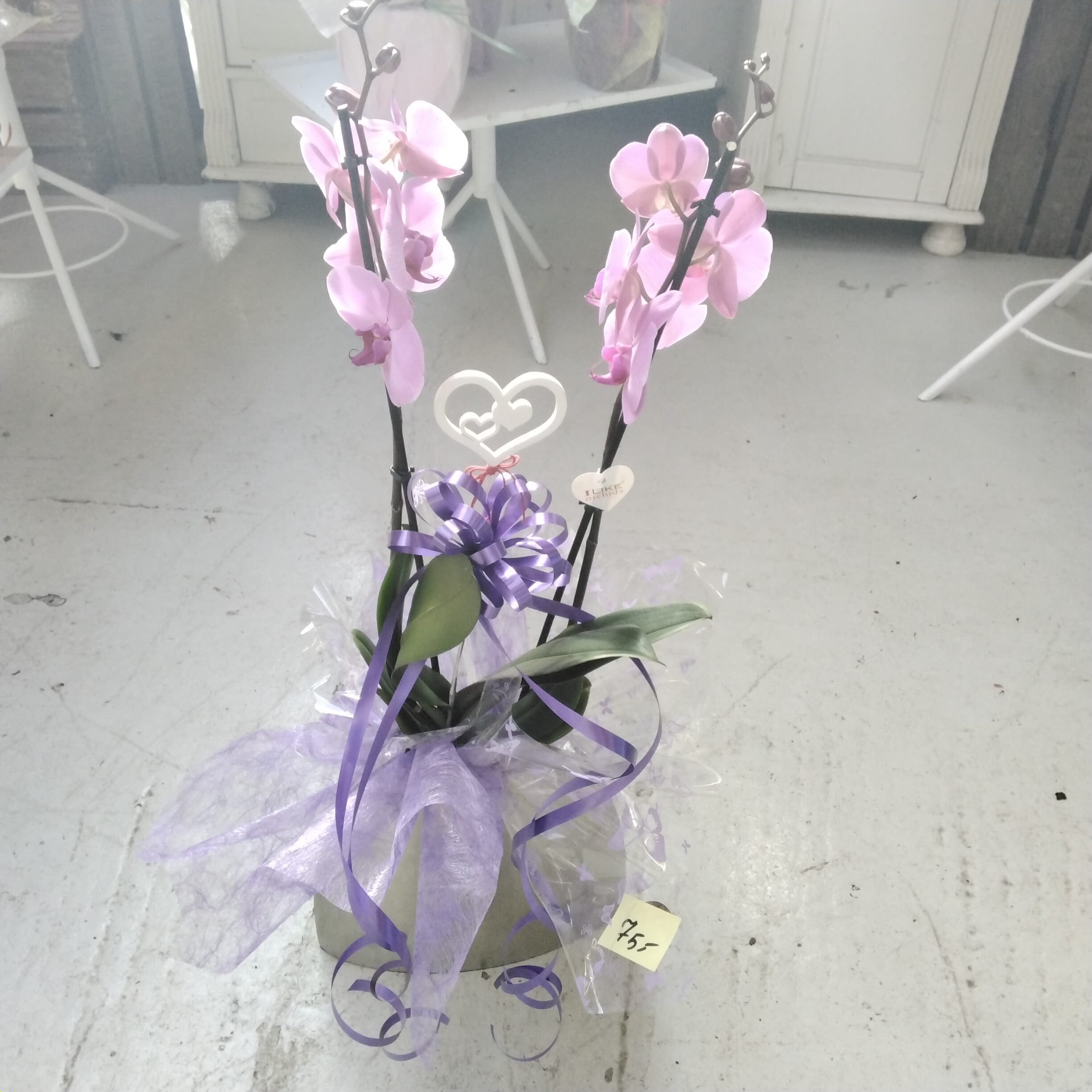 Phalaenopsis in Berndorfer Vase