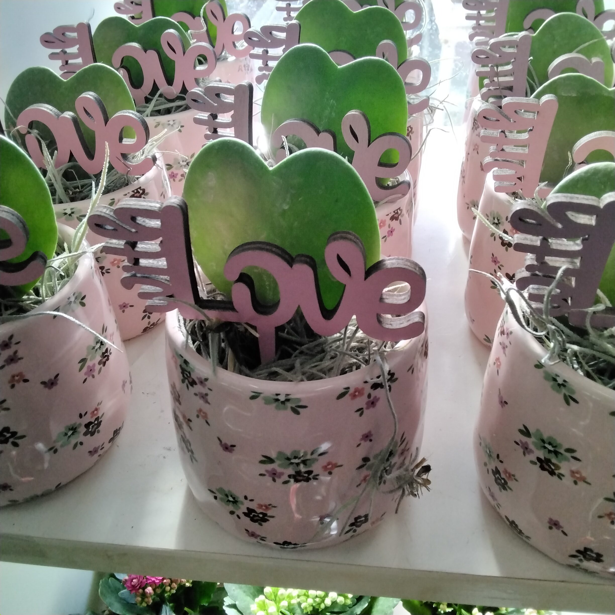 Hoya gepflanzt in mini topf