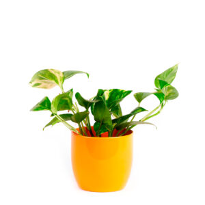 Scindapsus ohne Übertopf - ca. 13cm