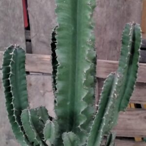 Euphorbia Kaktus