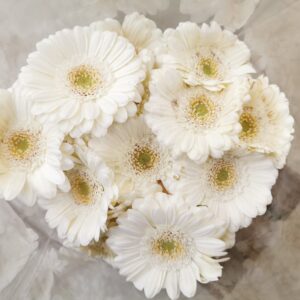 Bund Gerbera weiss