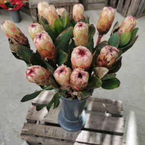 Protea