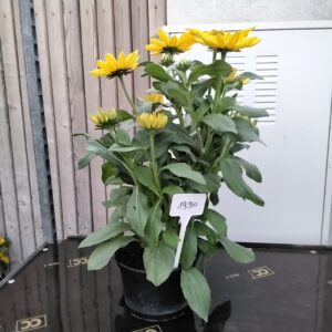 Rudbeckia