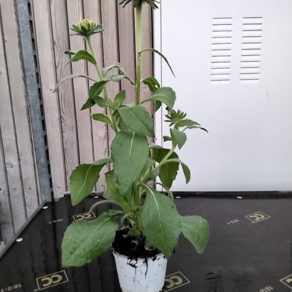 Rudbeckia