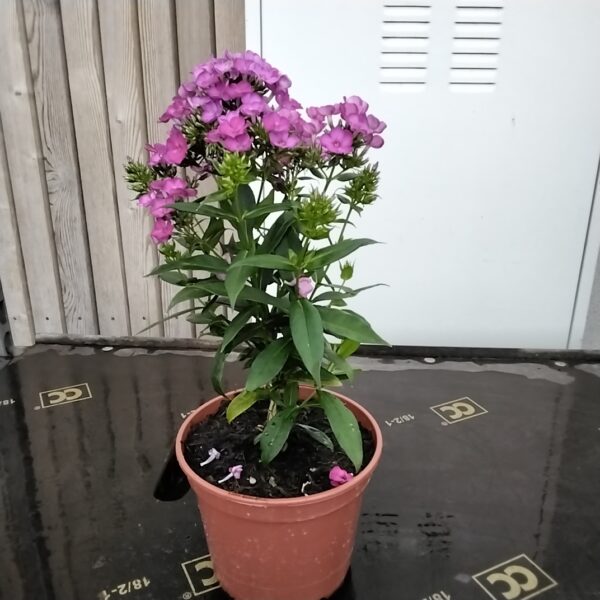 Phlox