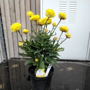 Strohblume