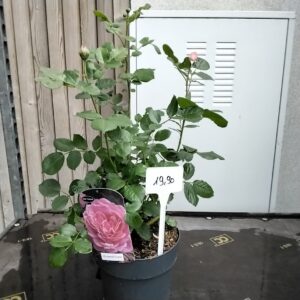 Duftrose