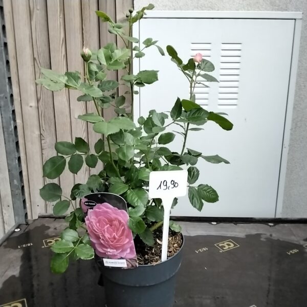 Duftrose