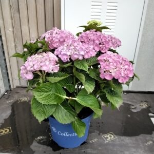 Hortensie