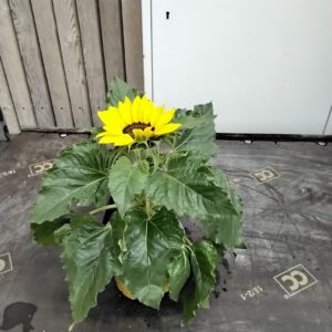 Sonnenblume