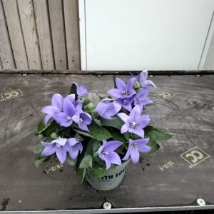 Platycodon