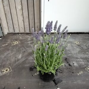 Lavendel