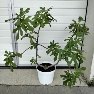 Feigenbaum