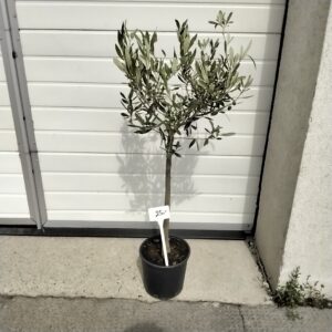 Olivenbaum