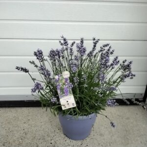 Lavendel