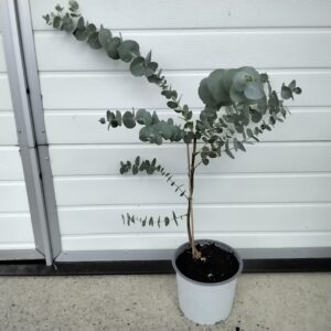 Eukalyptus