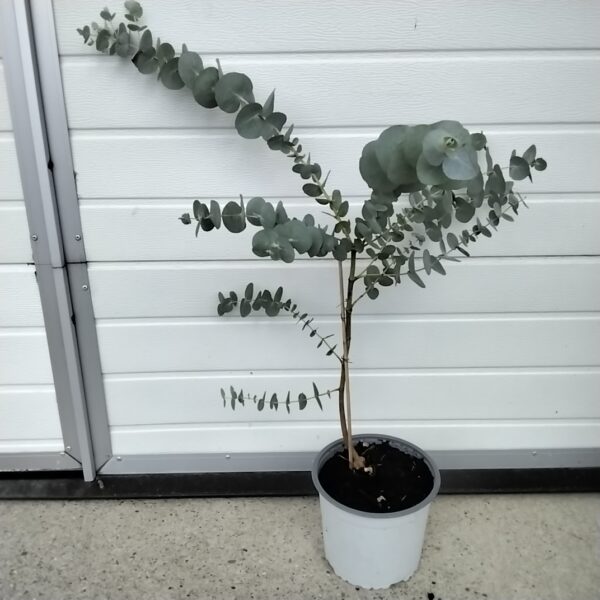 Eukalyptus
